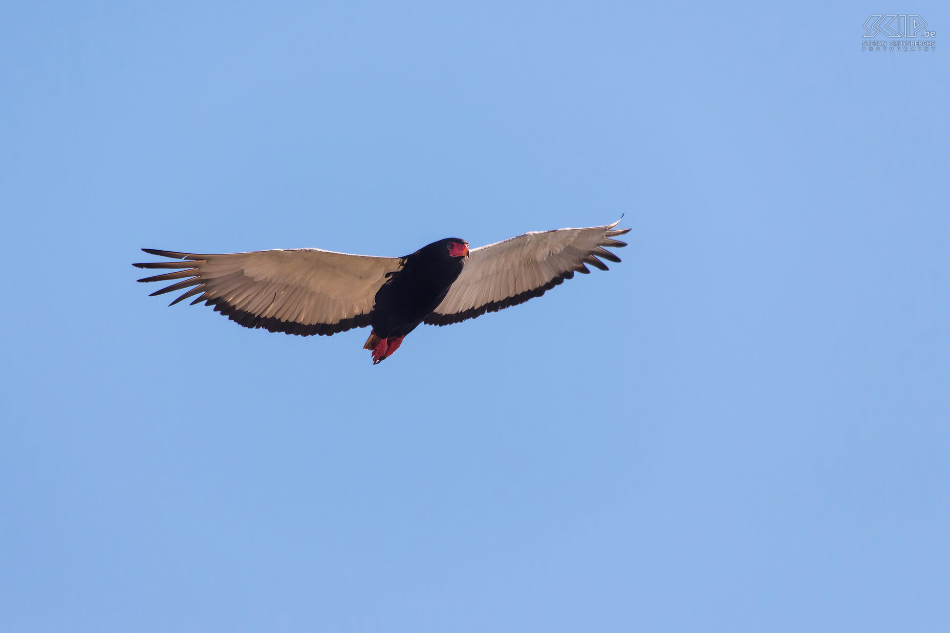 South Luangwa - Bateleur De bateleur of goochelaar (Terathopius ecaudatus) is een havikachtige uit het geslacht Terathopius. Stefan Cruysberghs